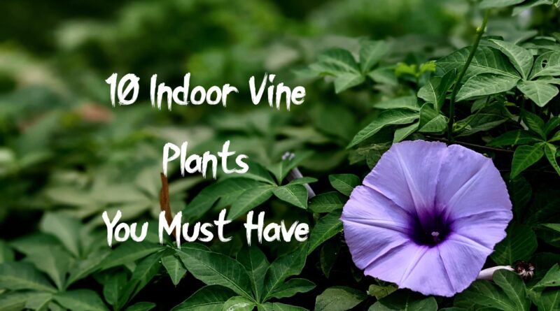 10 indoor vine plants you must have