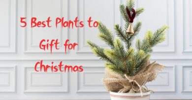 5 Best Plants to Gift for Christmas