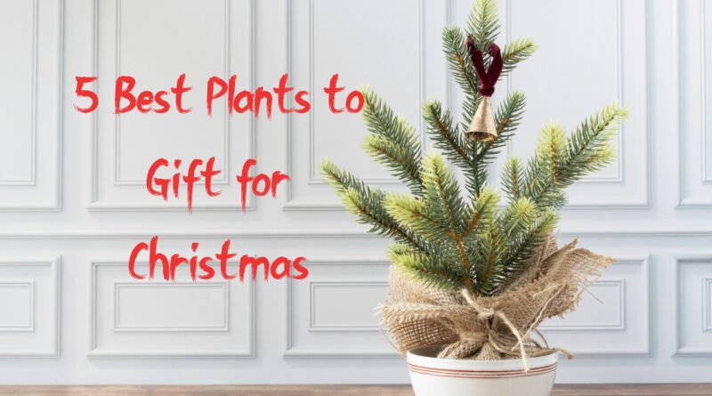 5 Best Plants to Gift for Christmas