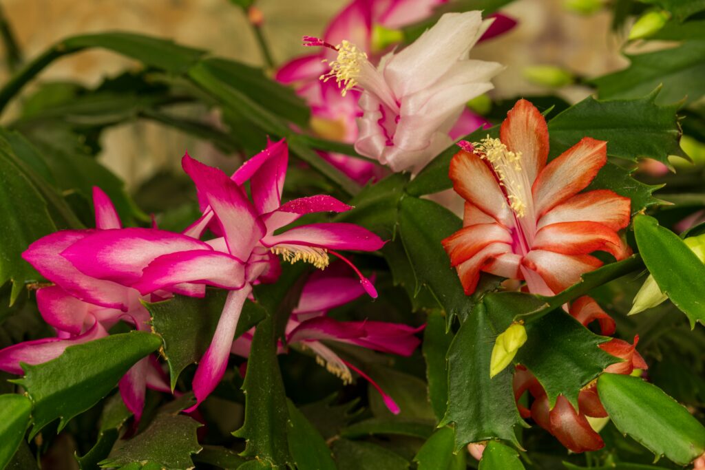 5 Best Plants to Gift for Christmas
